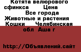 Котята велюрового сфинкса. .. › Цена ­ 15 000 - Все города Животные и растения » Кошки   . Челябинская обл.,Аша г.